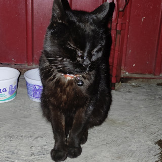 | Raza Bombay | Encontrado