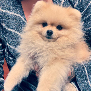 NALA | Raza Pomerania | Final Feliz