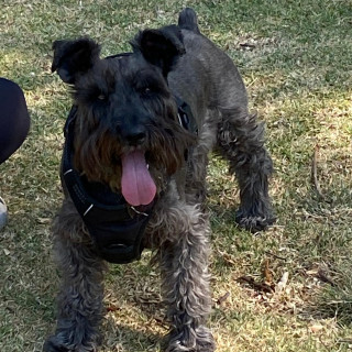 BLUE | Raza Schnauzer | Perdido