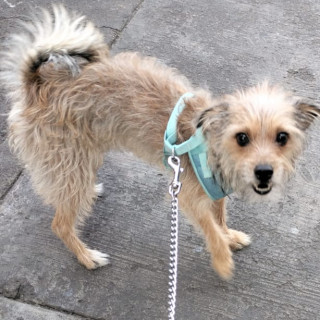 CARIÑO | Raza Mestiza, cruza de Yorkshire Terrier,  (Yorkie) | Final Feliz