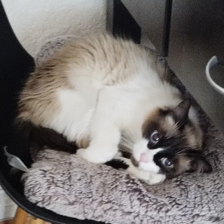PELOS | Raza Ragdoll | Perdida