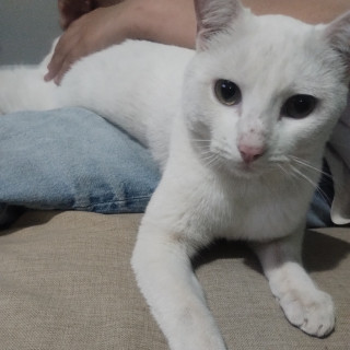 CIEGO | Raza Khao Manee | Perdido