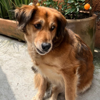 CANICA | Raza Mestiza, cruza de Pastor Alemán con Golden Retriever | Perdida