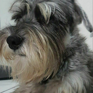 STUART | Raza Schnauzer | Final Feliz