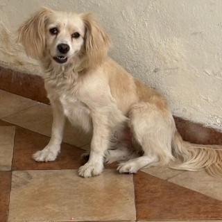  | Raza Mestiza, cruza de Cocker | Encontrada