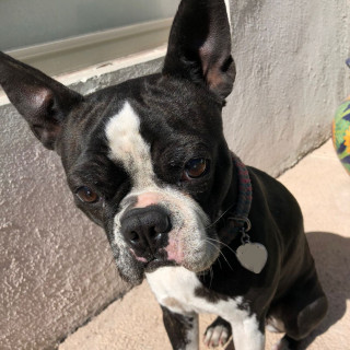 POGBA | Raza Boston Terrier  | Perdida