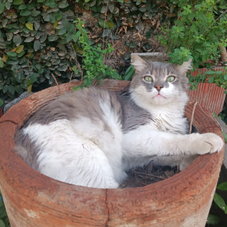 MICKEY | Raza Doméstico Americano de pelo semilargo | Perdido