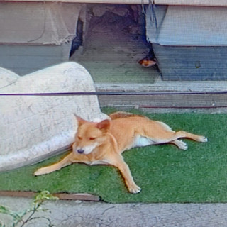 MISKA | Raza Mestiza | Final Feliz