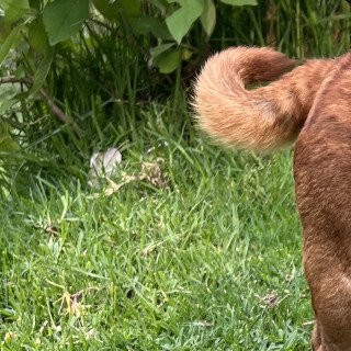  | Raza Mestizo, cruza de Pug | Encontrado