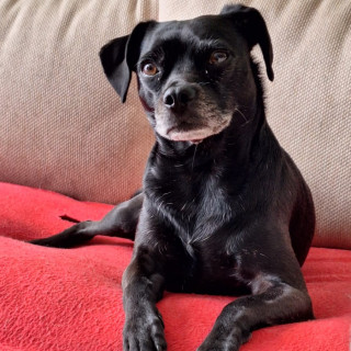 FREYJA | Raza Mestiza, cruza de Pug con Chihuahua | Perdida