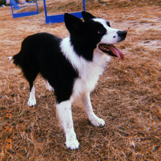 LUCKY | Raza Border Collie  | Final Feliz