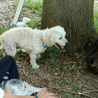 BORBUJA | Raza French Poodle o Caniche | Perdida