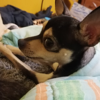 MELANIE | Raza Chihuahua | Perdida