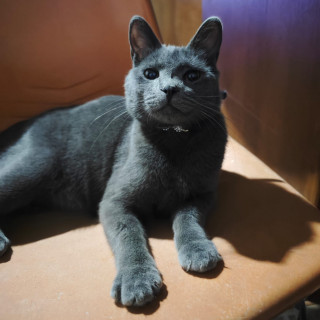 ZENITSU | Raza Ruso Azul | Final Feliz