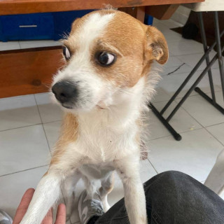 MAX | Raza Mestizo, cruza de Jack Russell Terrier | Perdido