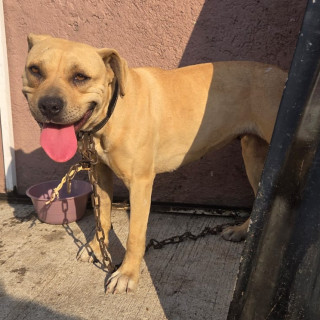 Foto de HERMOSA PELUDITA