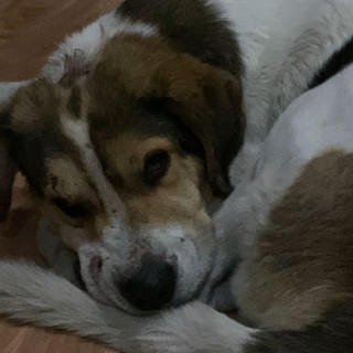  | Raza Mestizo | Encontrado