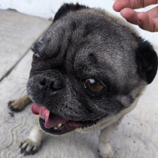  | Raza Pug o Carlin | Encontrado