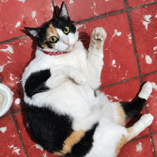 FELINA | Raza Calicó de pelo corto | Perdida