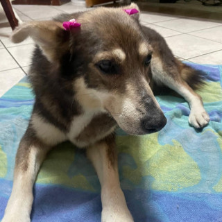 LOBY | Raza Mestiza, cruza de Husky Siberiano | Perdida
