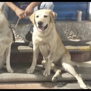 DRUPI | Raza Labrador  | Perdido