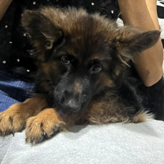 PATY | Raza Pastor Alemán | Perdida