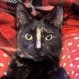 KIRA | Raza Calicó carey de Pelo corto | Perdida