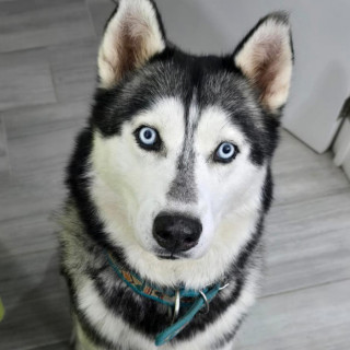 LOBO | Raza Husky Siberiano | Final Feliz
