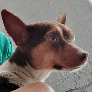 TRUFA | Raza Chihuahua | En Adopción