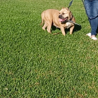 FIONA | Raza American Bully  | Perdida