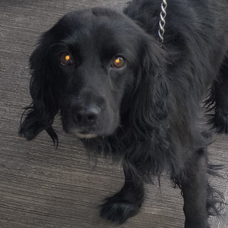  | Raza Mestizo, cruza de Cocker Spaniel | Encontrado