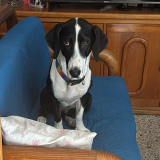 DOMINÓ | Raza Mestiza,  cruza de Basset Hound | Perdida