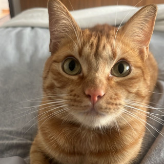 GATITO | Raza Doméstico Américano de Pelo Corto | Perdido