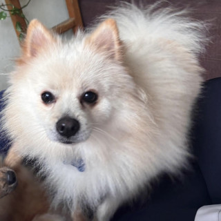 MALVADO KISKIRISKIS | Raza Pomerania | Perdido