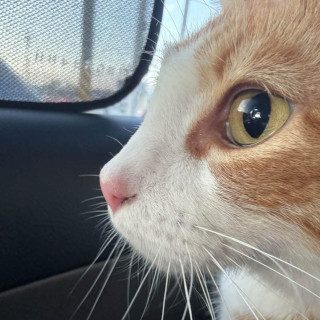 LOKI | Raza Doméstico Américano de Pelo Corto | Perdido
