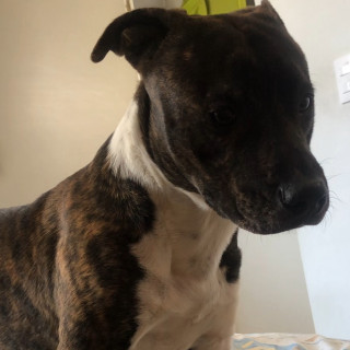 HOUSTON | Raza Mestizo,  cruza de American Pitbull Terrier | Final Feliz