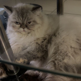 RAMONA | Raza Persa | Perdida