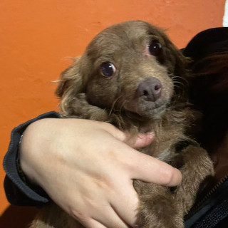  | Raza Mestiza | Encontrada