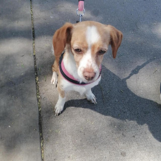 SIMONA | Raza Mestiza, cruza de Chihuahua | Perdida