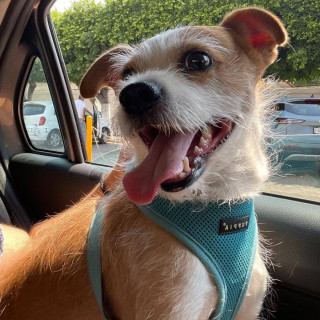 MAX | Raza Mestizo, cruza de Jack Russell Terrier | Perdido