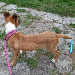  | Raza Mestizo | Encontrado