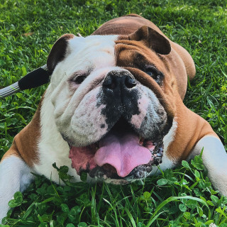 PEDRO | Raza Bulldog Inglés  | Final Feliz