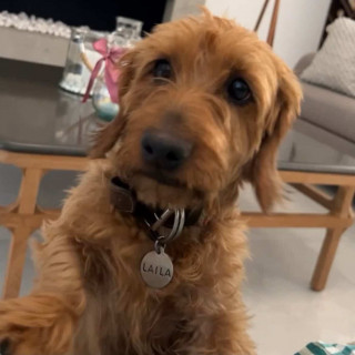 LAILA | Raza Dachshund o Salchicha de pelo duro | Final Feliz