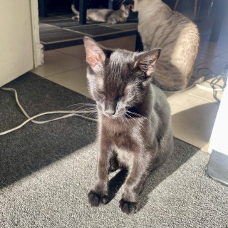 GIN | Raza Bombay | Final Feliz