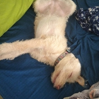 COLETTE | Raza Mestiza,  cruza de Schnauzer con Poodle,  (Schnoodle) | Perdida