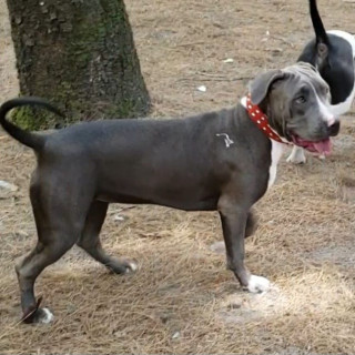 MAGA | Raza American Pitbull Terrier | Final Feliz