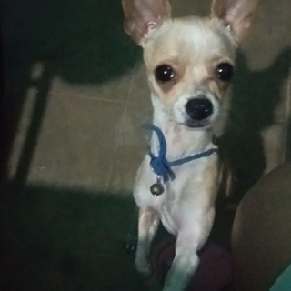 TACO O TAQUITO | Raza Chihuahua | Perdido