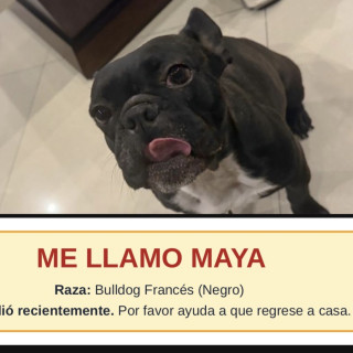 MAYA | Raza Bulldog Francés  | Perdida