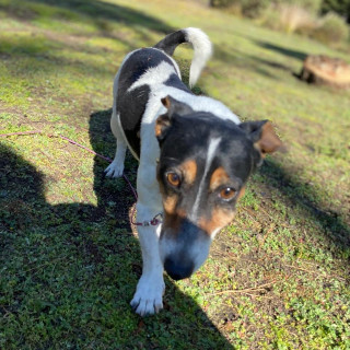 MILA | Raza Jack Russell Terrier | Final Feliz