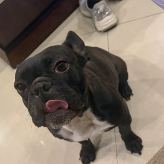 MAYA | Raza Bulldog Francés  | Perdida